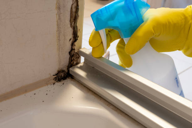 Mold Removal and Inspection in East Mckeesport, PA